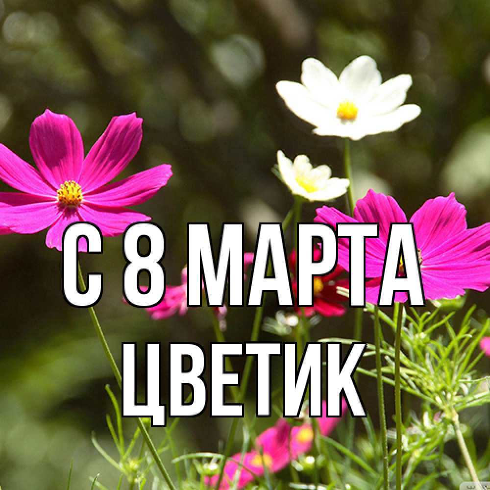 Открытка на каждый день с именем, цветик C 8 МАРТА цветы Прикольная открытка с пожеланием онлайн скачать бесплатно 