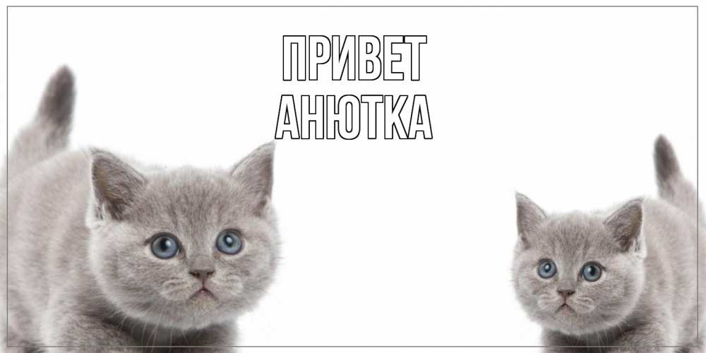 Открытка на каждый день с именем, Анютка Привет коты Прикольная открытка с пожеланием онлайн скачать бесплатно 