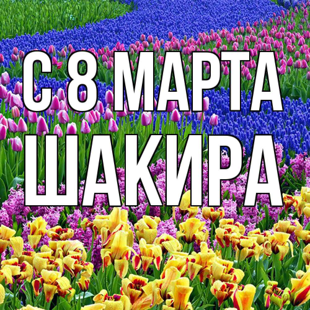 Открытка на каждый день с именем, Шакира C 8 МАРТА цветы Прикольная открытка с пожеланием онлайн скачать бесплатно 