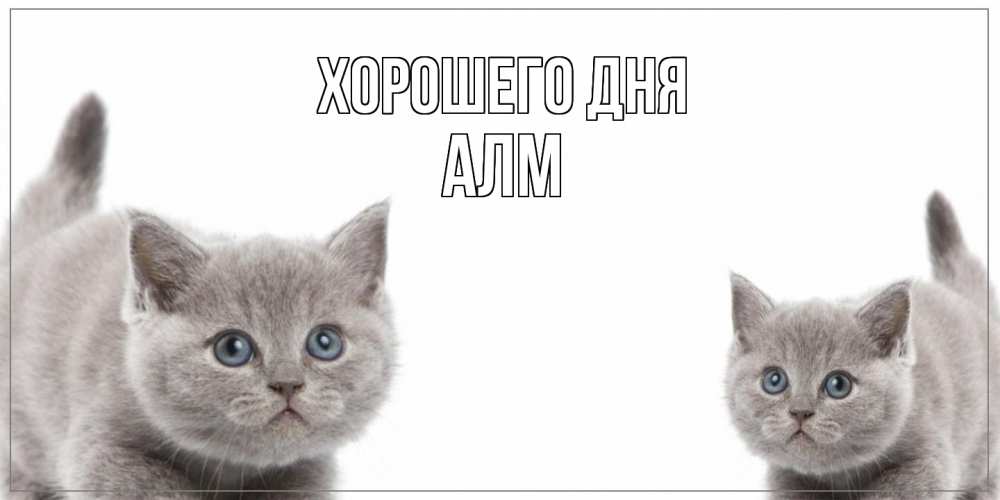 Открытка на каждый день с именем, Алм Хорошего дня открытка с котами Прикольная открытка с пожеланием онлайн скачать бесплатно 