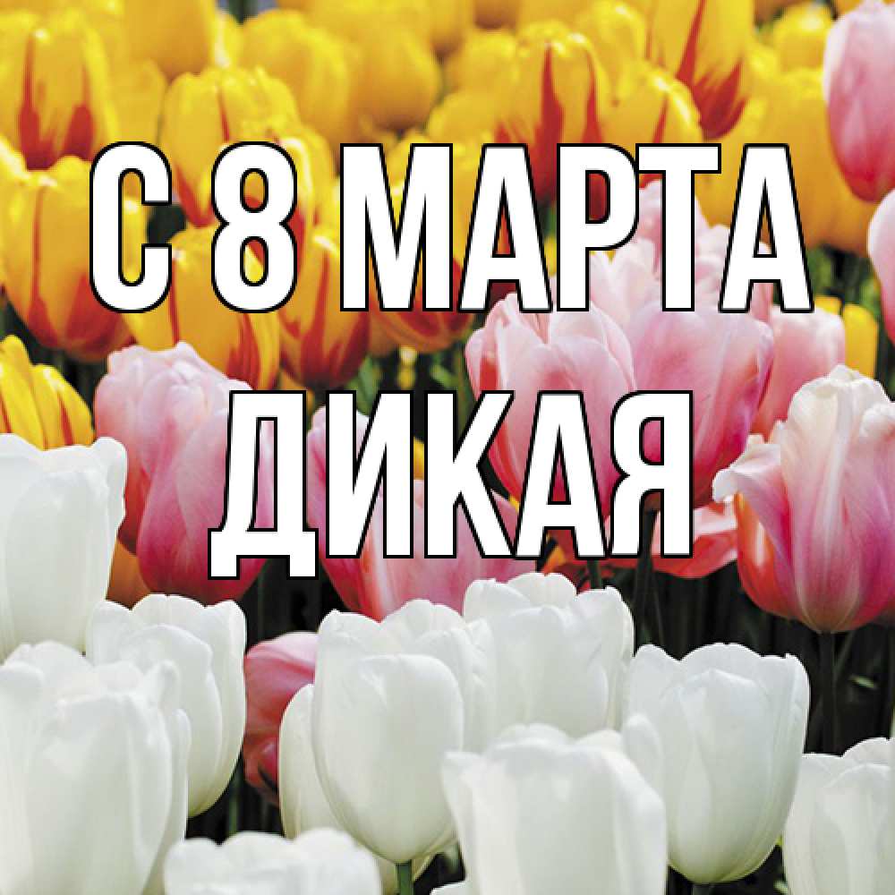 Открытка на каждый день с именем, дикая C 8 МАРТА разноцветные цветы Прикольная открытка с пожеланием онлайн скачать бесплатно 