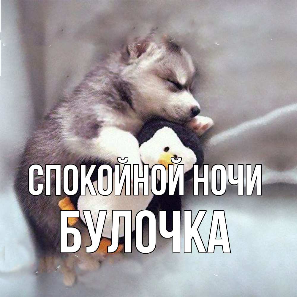 Открытка на каждый день с именем, булочка Спокойной ночи обнимашки щенка и пингвина Прикольная открытка с пожеланием онлайн скачать бесплатно 