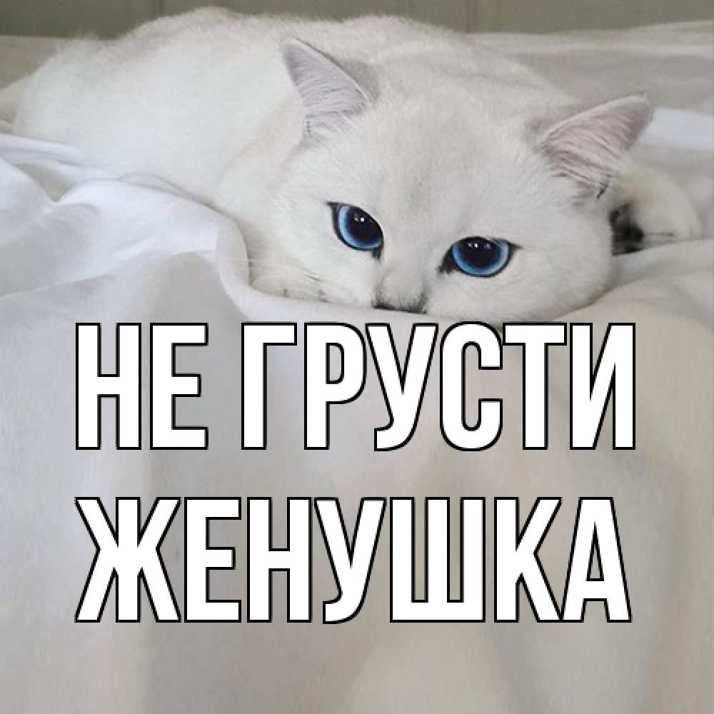 Открытка на каждый день с именем, женушка Не грусти белый кот с голубыми глазами на белоснежной кровати Прикольная открытка с пожеланием онлайн скачать бесплатно 