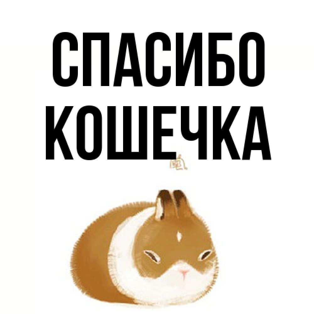 Открытка на каждый день с именем, кошечка Спасибо коричнево белый домашний питомец Прикольная открытка с пожеланием онлайн скачать бесплатно 