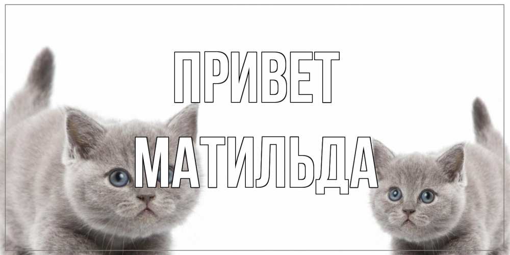 Открытка на каждый день с именем, Матильда Привет коты Прикольная открытка с пожеланием онлайн скачать бесплатно 