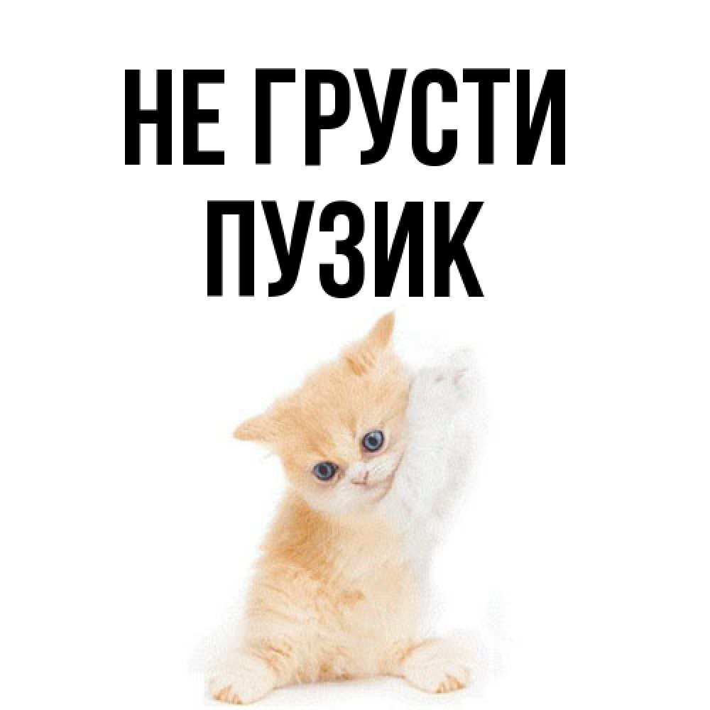 Открытка на каждый день с именем, Пузик Не грусти просящий кот Прикольная открытка с пожеланием онлайн скачать бесплатно 