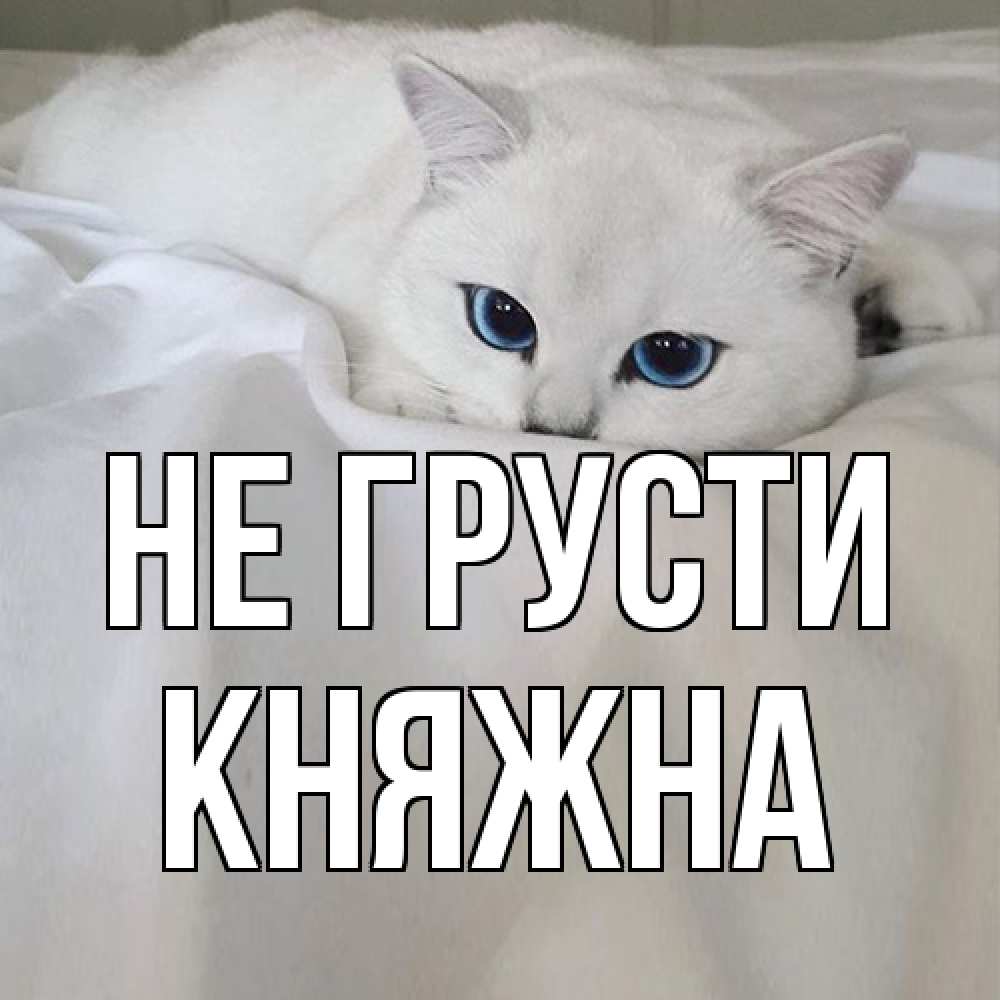 Открытка на каждый день с именем, Княжна Не грусти белый кот с голубыми глазами на белоснежной кровати Прикольная открытка с пожеланием онлайн скачать бесплатно 
