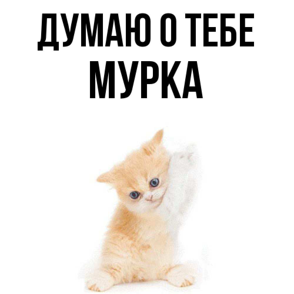 Открытка на каждый день с именем, Муpка Думаю о тебе зверушки и милота Прикольная открытка с пожеланием онлайн скачать бесплатно 