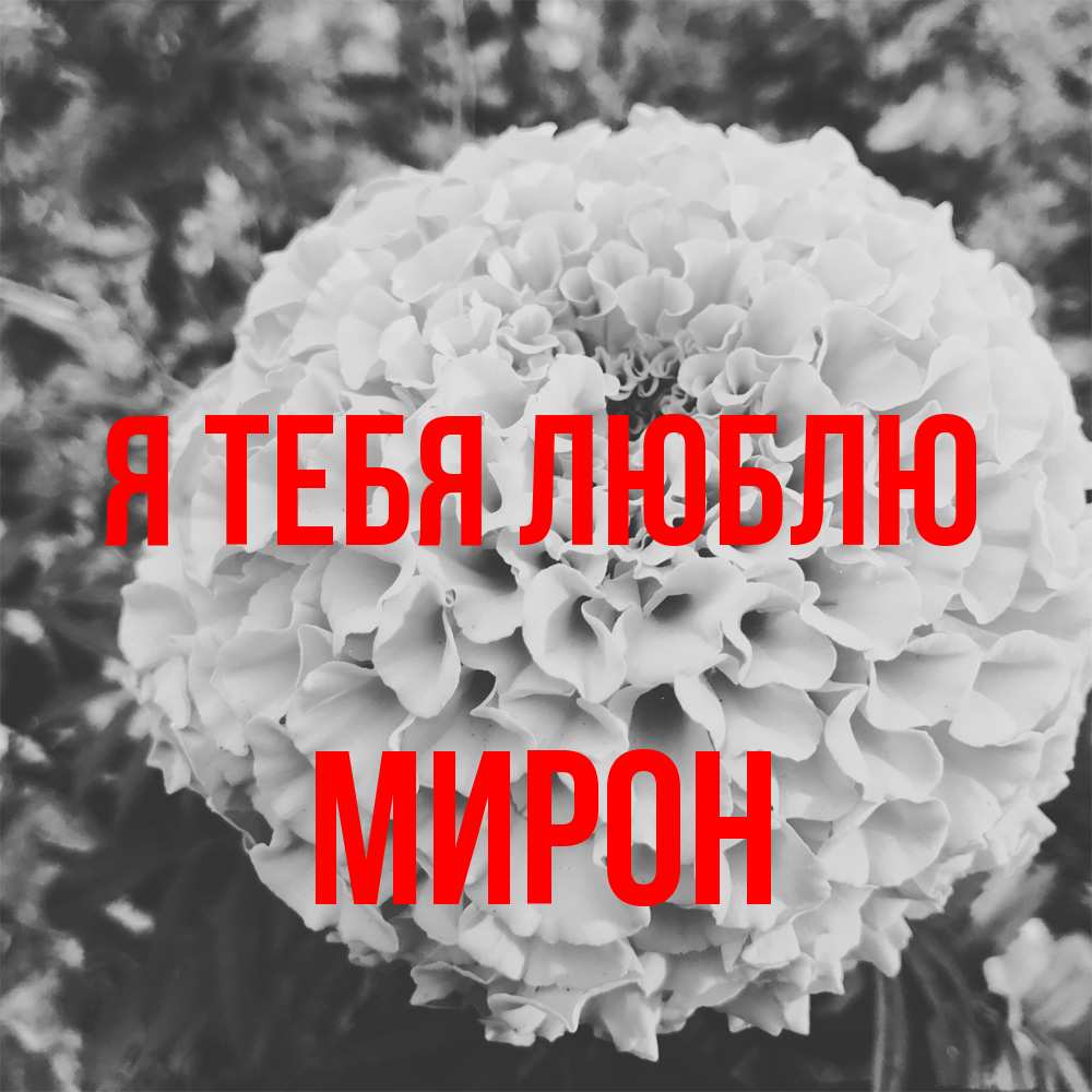 Открытка на каждый день с именем, Мирон Я тебя люблю подпись Прикольная открытка с пожеланием онлайн скачать бесплатно 
