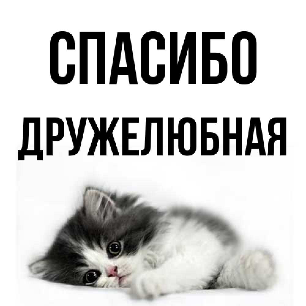 Открытка на каждый день с именем, Дружелюбная Спасибо черный и белый кот Прикольная открытка с пожеланием онлайн скачать бесплатно 