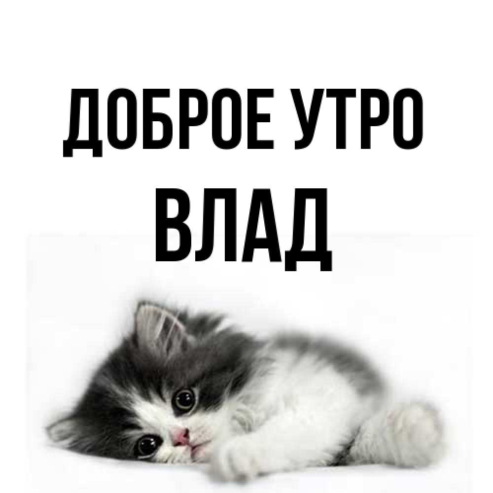 Открытка на каждый день с именем, Влад Доброе утро кот лапки Прикольная открытка с пожеланием онлайн скачать бесплатно 
