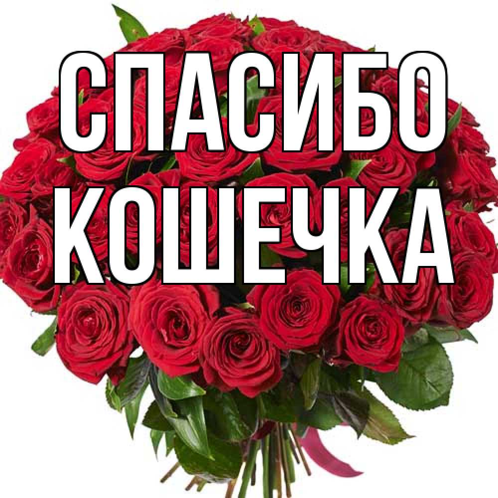 Открытка на каждый день с именем, кошечка Спасибо букет красных роз Прикольная открытка с пожеланием онлайн скачать бесплатно 