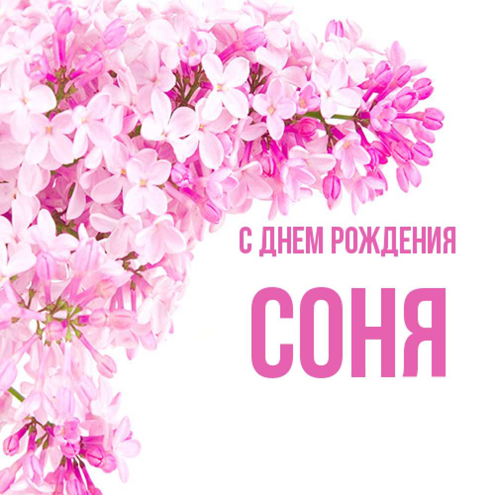 Открытка на каждый день с именем, Соня С днем рождения Сирень на белом фоне Прикольная открытка с пожеланием онлайн скачать бесплатно 