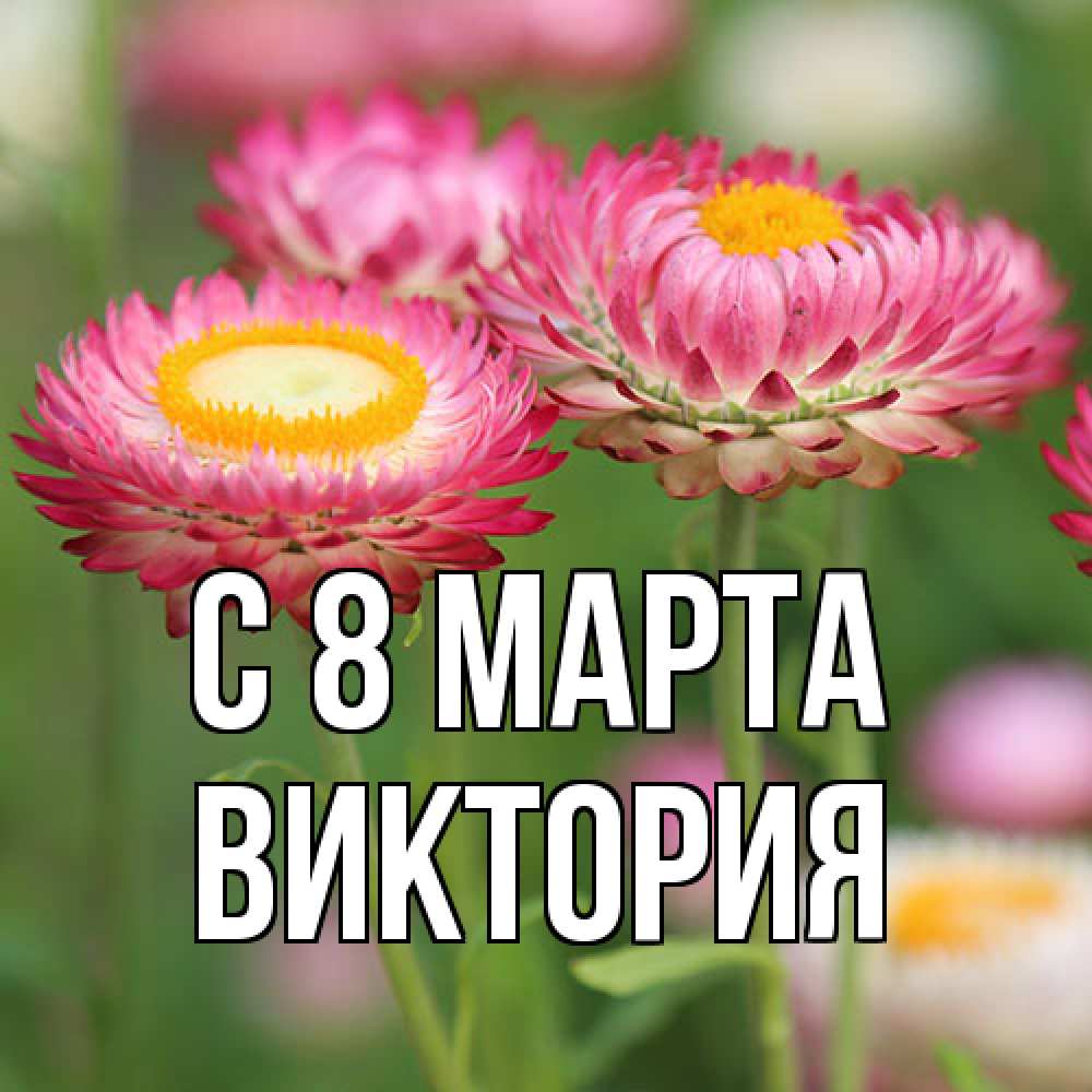 Открытка на каждый день с именем, Виктория C 8 МАРТА подарок на международный женский день Прикольная открытка с пожеланием онлайн скачать бесплатно 