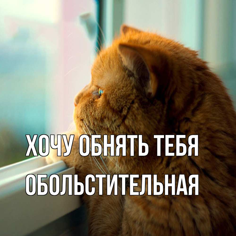 Открытка на каждый день с именем, Обольстительная Хочу обнять тебя большой огромный рыжий котяра Прикольная открытка с пожеланием онлайн скачать бесплатно 