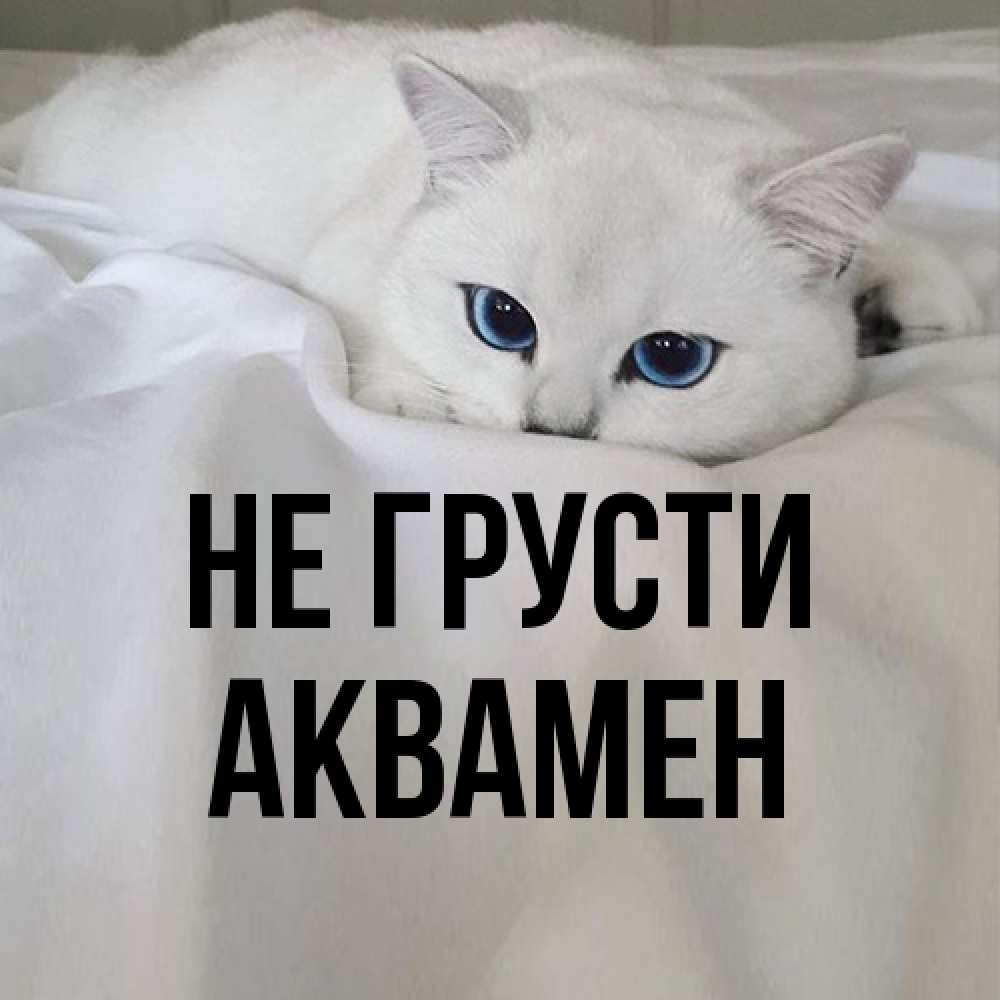 Открытка на каждый день с именем, Аквамен Не грусти Голубоглазая кошка Прикольная открытка с пожеланием онлайн скачать бесплатно 