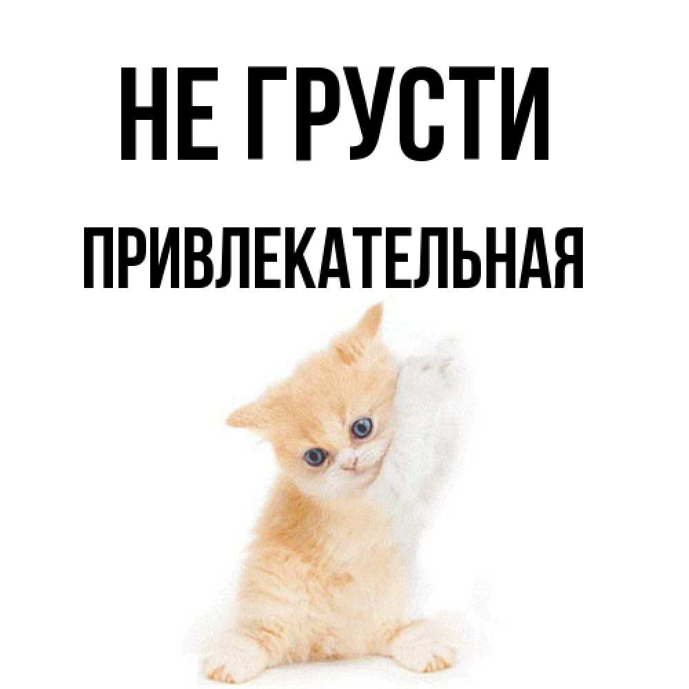 Открытка на каждый день с именем, привлекательная Не грусти просящий кот Прикольная открытка с пожеланием онлайн скачать бесплатно 