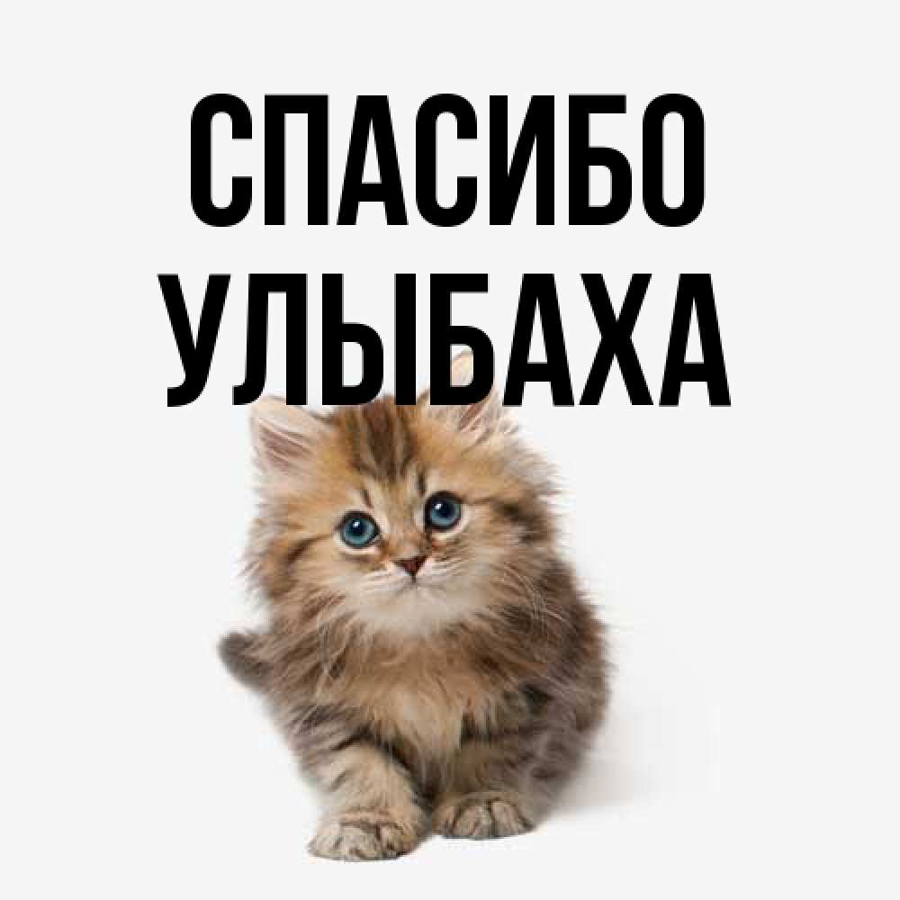 Открытка на каждый день с именем, Улыбаха Спасибо пушистый котик Прикольная открытка с пожеланием онлайн скачать бесплатно 