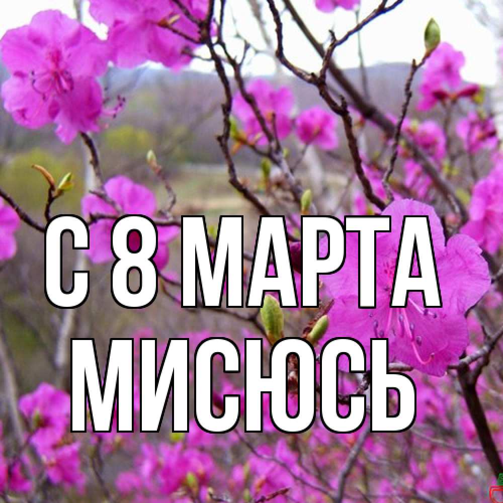 Открытка на каждый день с именем, мисюсь C 8 МАРТА международный женский день Прикольная открытка с пожеланием онлайн скачать бесплатно 