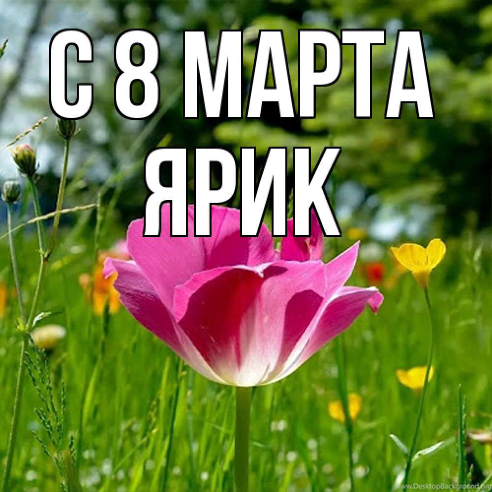 Открытка на каждый день с именем, Ярик C 8 МАРТА полевые цветы Прикольная открытка с пожеланием онлайн скачать бесплатно 