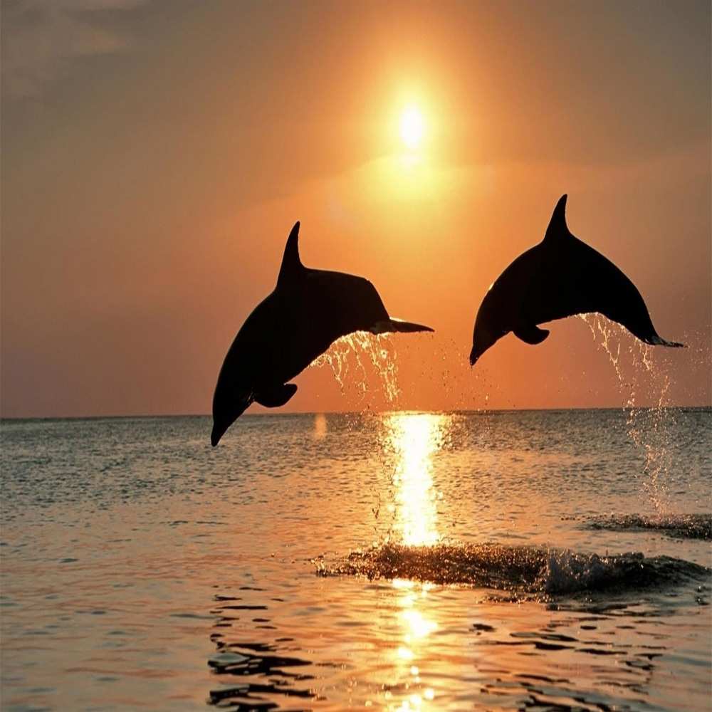 Открытка на каждый день с именем, солнце Хочу обнять тебя рыбы на закате Прикольная открытка с пожеланием онлайн скачать бесплатно 