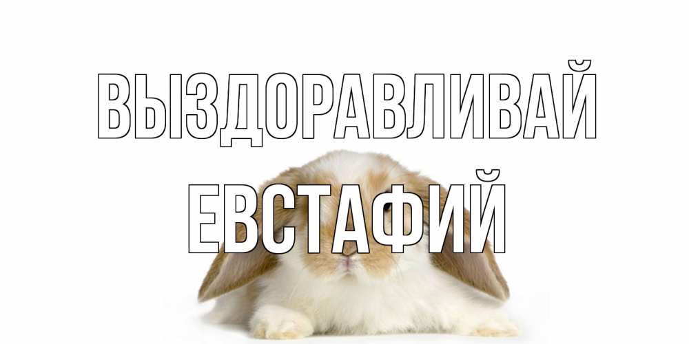 Открытка на каждый день с именем, Евстафий Выздоравливай вислоухий кролик белого и коричневого цвета Прикольная открытка с пожеланием онлайн скачать бесплатно 