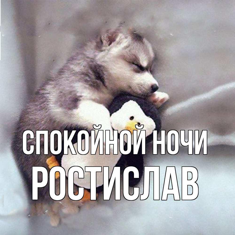 Открытка на каждый день с именем, Ростислав Спокойной ночи обнимашки щенка и пингвина Прикольная открытка с пожеланием онлайн скачать бесплатно 