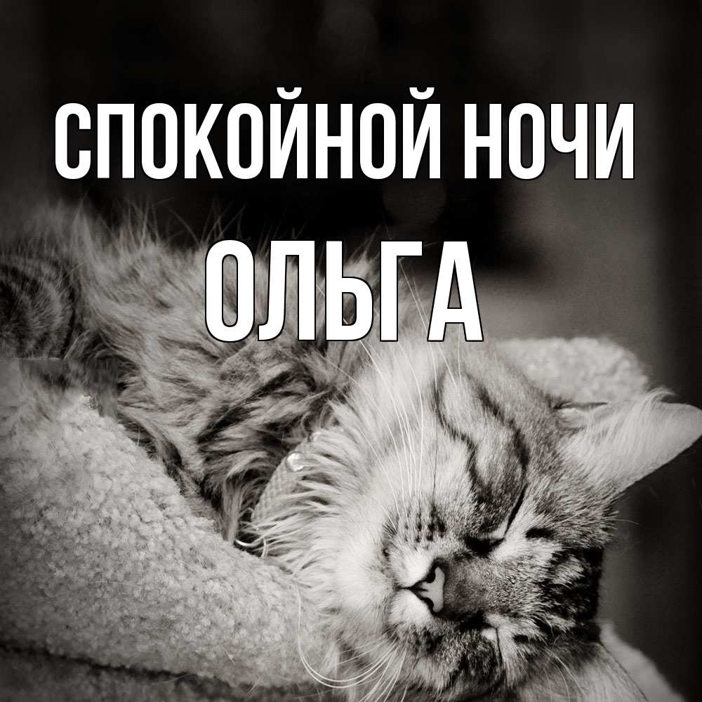 Открытка на каждый день с именем, Ольга Спокойной ночи котярик пушистый Прикольная открытка с пожеланием онлайн скачать бесплатно 