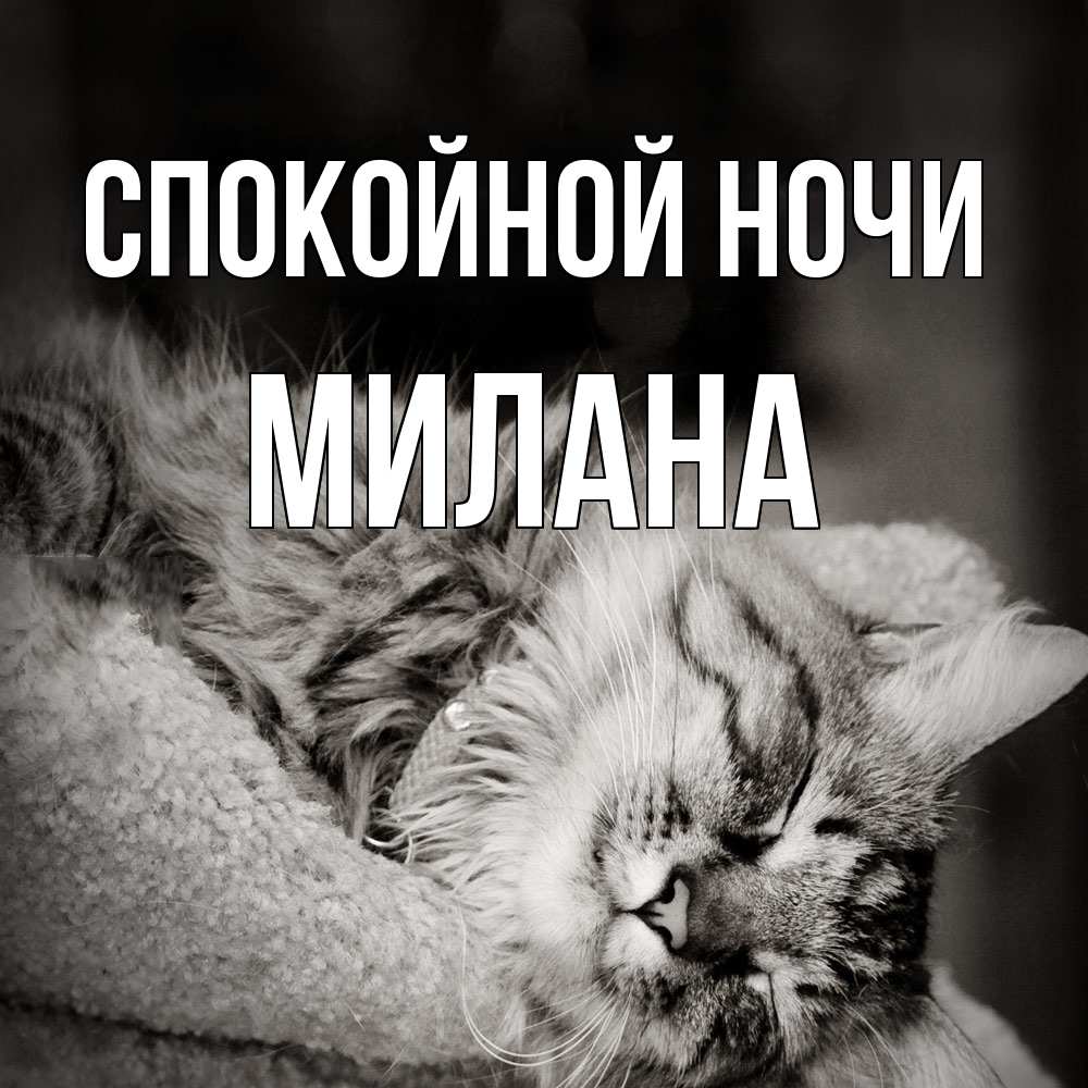 Открытка на каждый день с именем, Милана Спокойной ночи котярик пушистый Прикольная открытка с пожеланием онлайн скачать бесплатно 