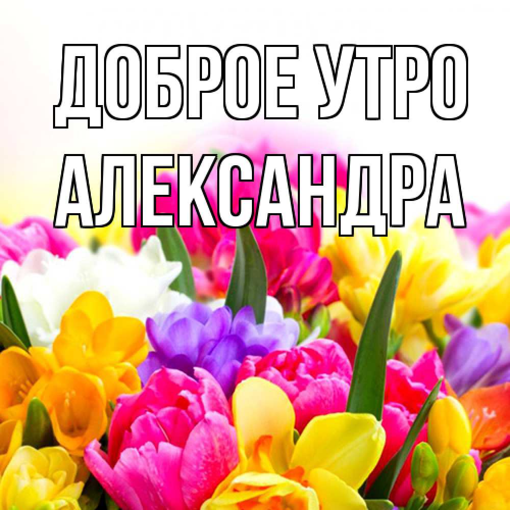 Открытка на каждый день с именем, Александра Доброе утро создать открытку со свое подписью Прикольная открытка с пожеланием онлайн скачать бесплатно 