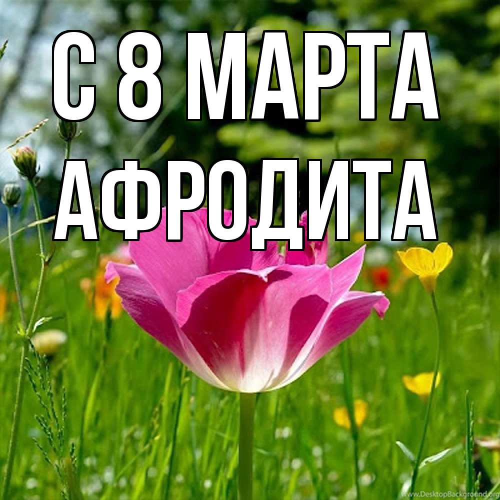 Открытка на каждый день с именем, Афродита C 8 МАРТА полевые цветы Прикольная открытка с пожеланием онлайн скачать бесплатно 