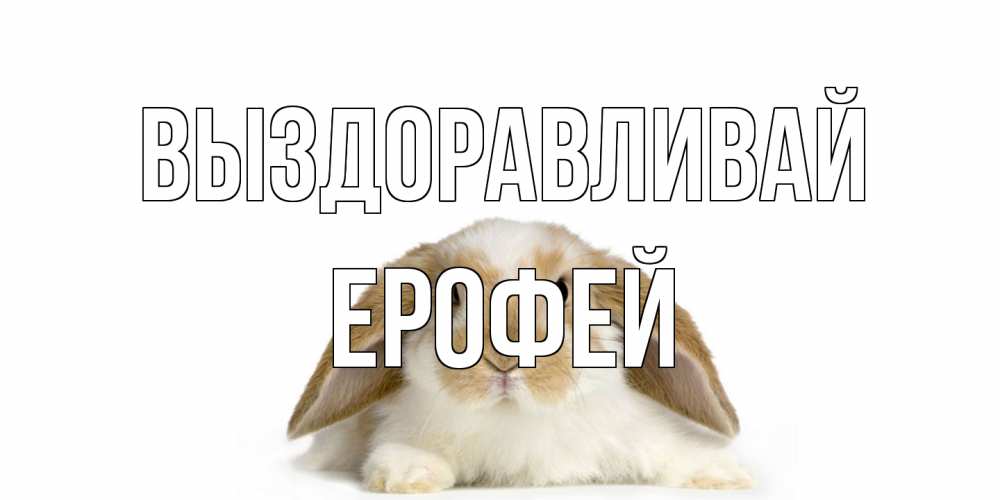 Открытка на каждый день с именем, Ерофей Выздоравливай вислоухий кролик белого и коричневого цвета Прикольная открытка с пожеланием онлайн скачать бесплатно 