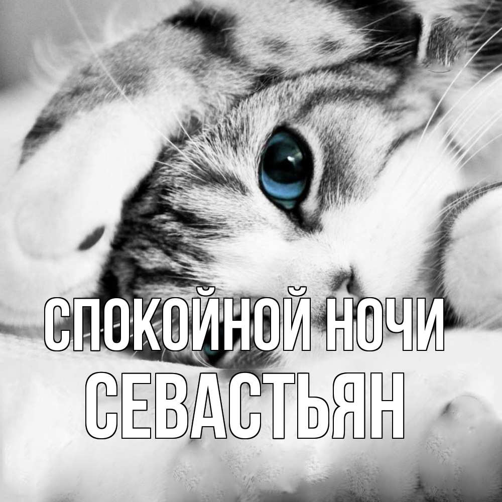 Открытка на каждый день с именем, Севастьян Спокойной ночи кот устал Прикольная открытка с пожеланием онлайн скачать бесплатно 