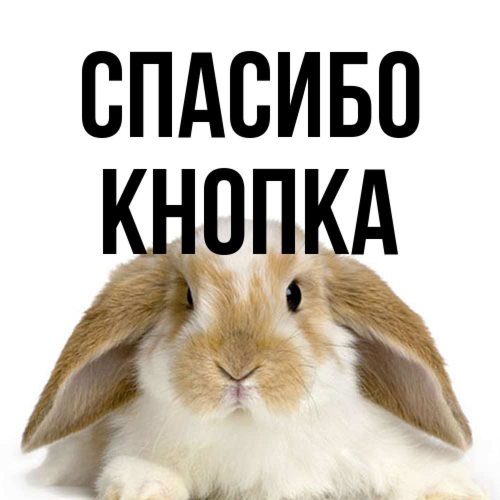 Открытка на каждый день с именем, Кнопка Спасибо коричнево белый заяц Прикольная открытка с пожеланием онлайн скачать бесплатно 