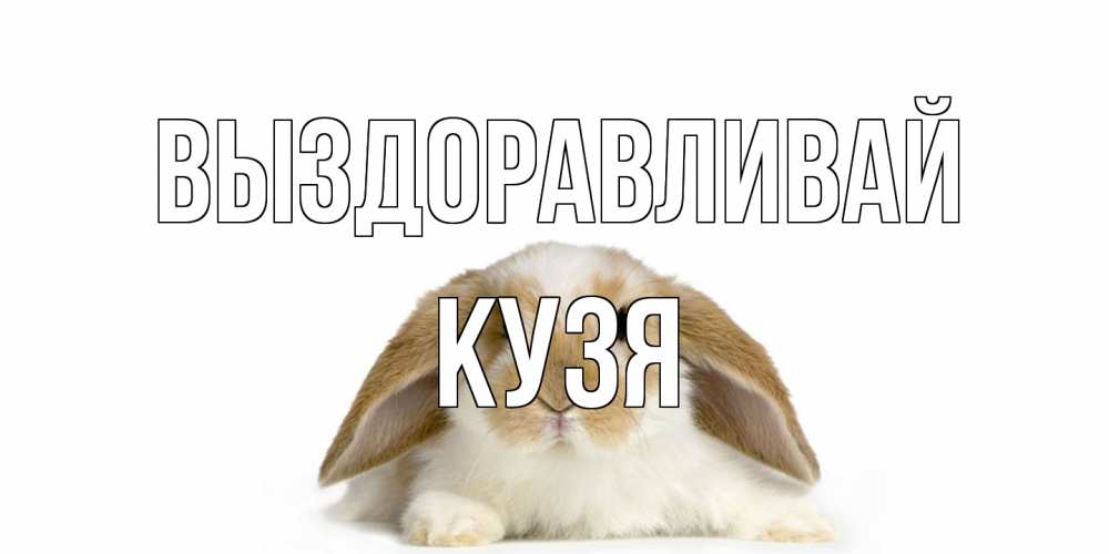 Открытка на каждый день с именем, Кузя Выздоравливай вислоухий кролик белого и коричневого цвета Прикольная открытка с пожеланием онлайн скачать бесплатно 