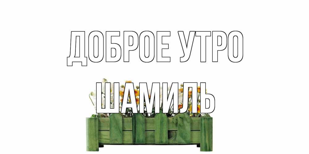 Открытка на каждый день с именем, Шамиль Доброе утро цветы Прикольная открытка с пожеланием онлайн скачать бесплатно 