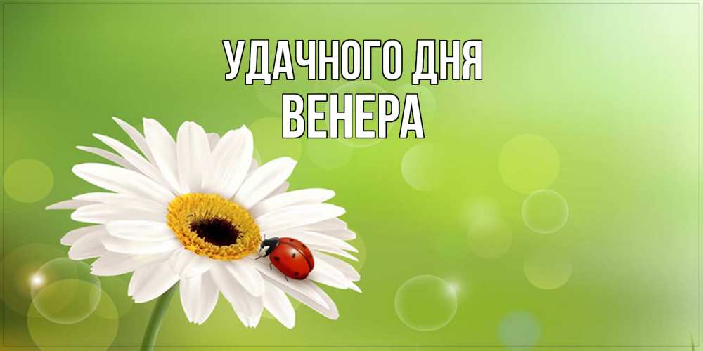 Открытка на каждый день с именем, Венера Удачного дня зеленый фон и ромашка Прикольная открытка с пожеланием онлайн скачать бесплатно 
