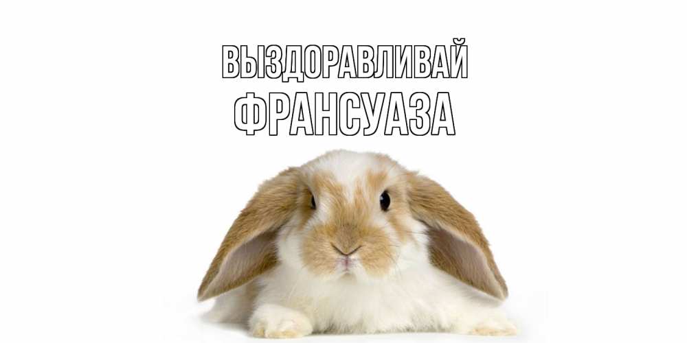 Открытка на каждый день с именем, Франсуаза Выздоравливай вислоухий кролик белого и коричневого цвета Прикольная открытка с пожеланием онлайн скачать бесплатно 