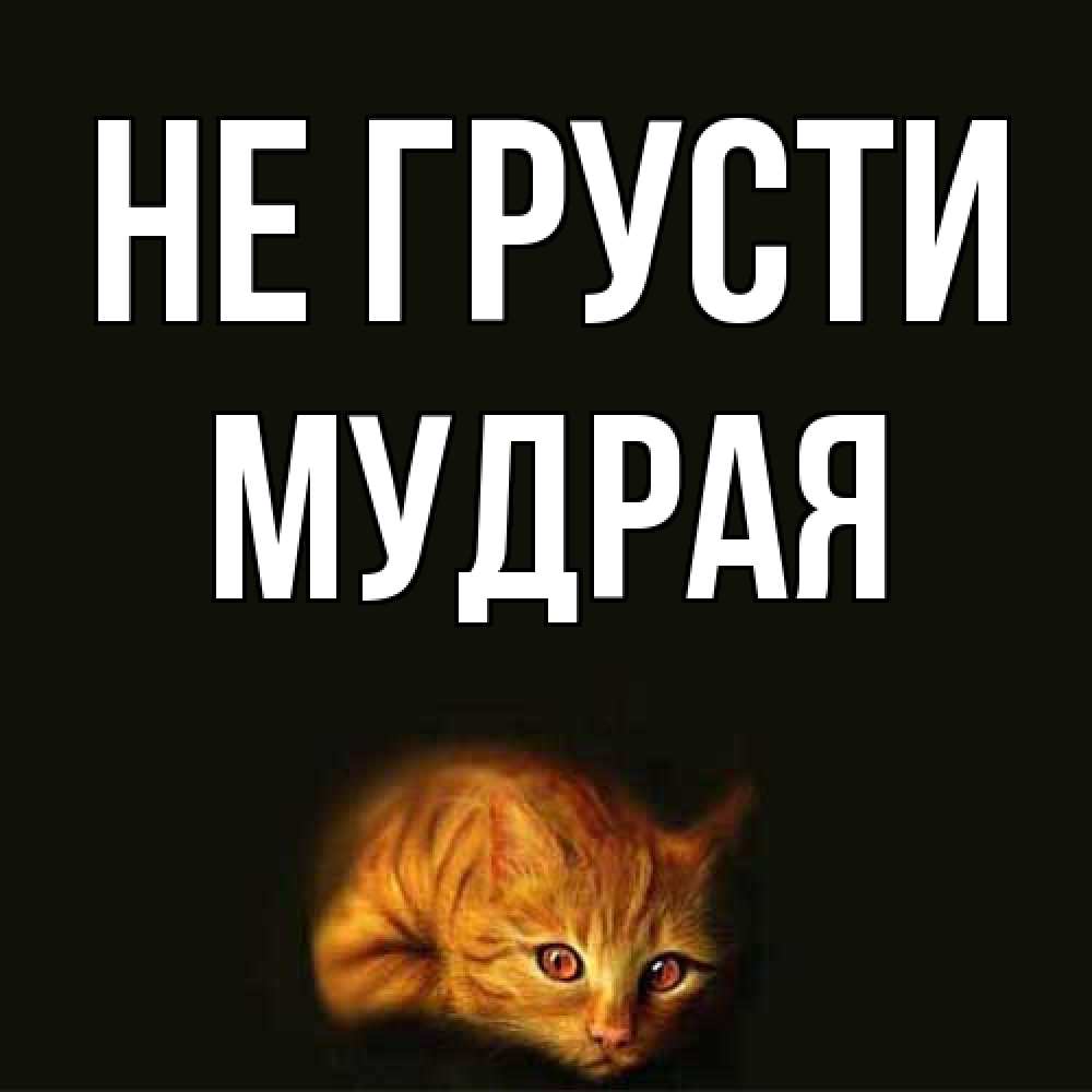 Открытка на каждый день с именем, мудрая Не грусти лежащий кот в темноте Прикольная открытка с пожеланием онлайн скачать бесплатно 