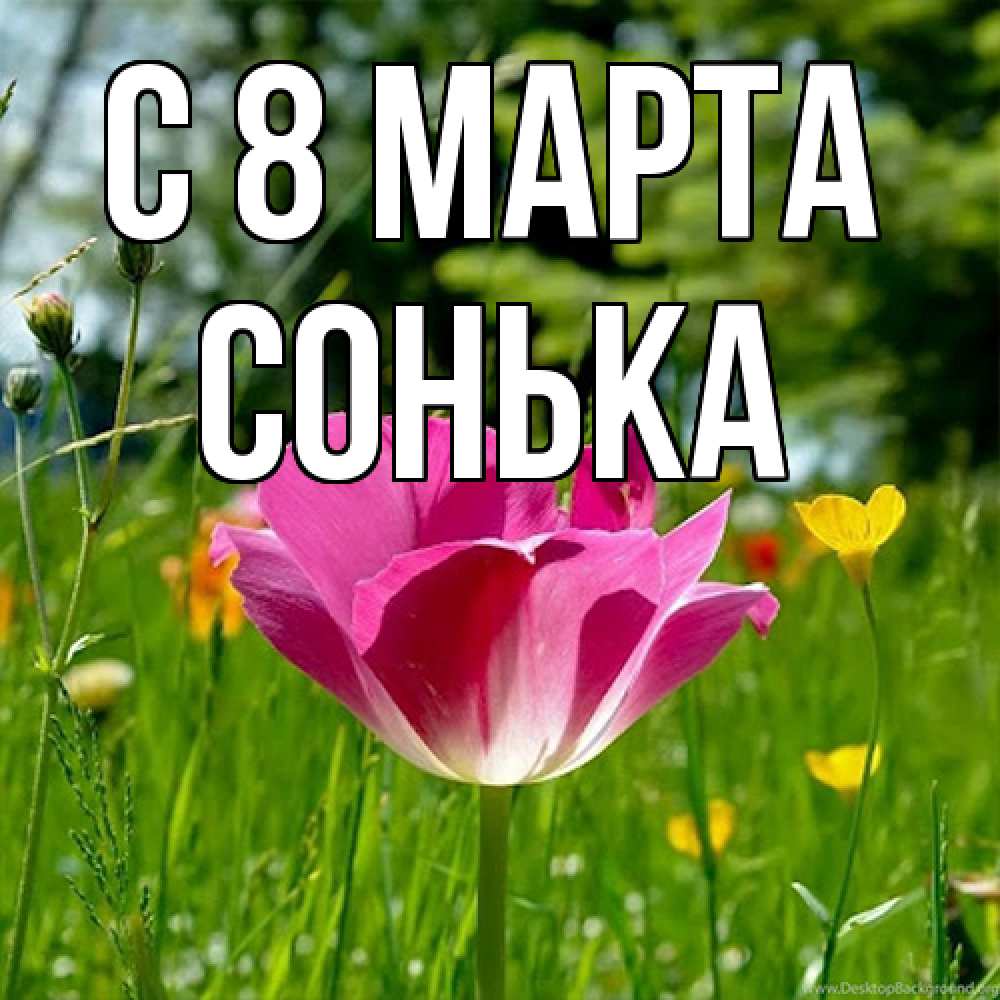 Открытка на каждый день с именем, Сонька C 8 МАРТА полевые цветы Прикольная открытка с пожеланием онлайн скачать бесплатно 