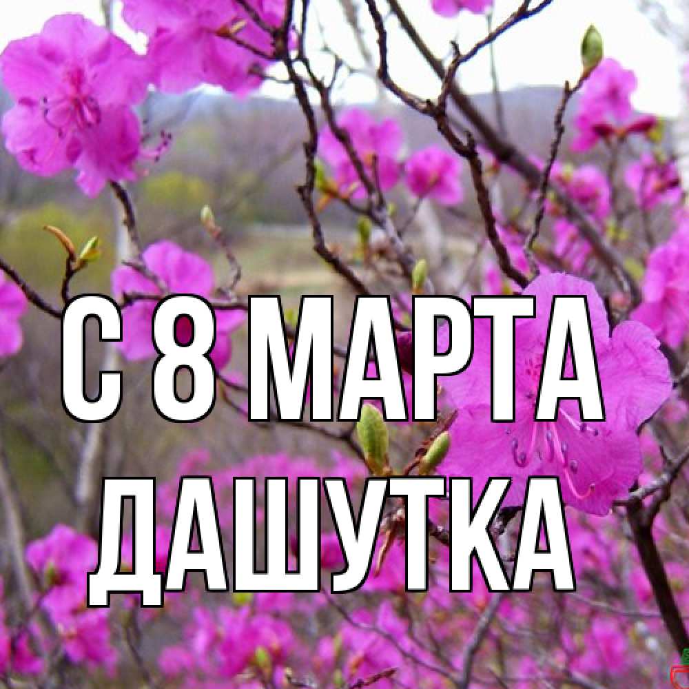 Открытка на каждый день с именем, Дашутка C 8 МАРТА международный женский день Прикольная открытка с пожеланием онлайн скачать бесплатно 