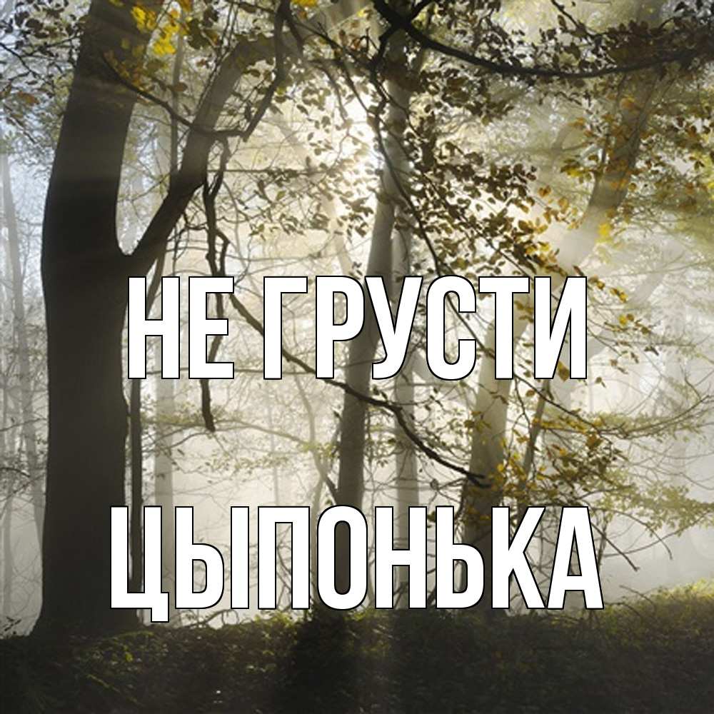 Открытка на каждый день с именем, Цыпонька Не грусти лес и свет Прикольная открытка с пожеланием онлайн скачать бесплатно 
