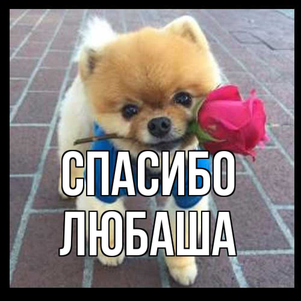 Открытка на каждый день с именем, Любаша Спасибо спасибо и дарю тебе цветок Прикольная открытка с пожеланием онлайн скачать бесплатно 
