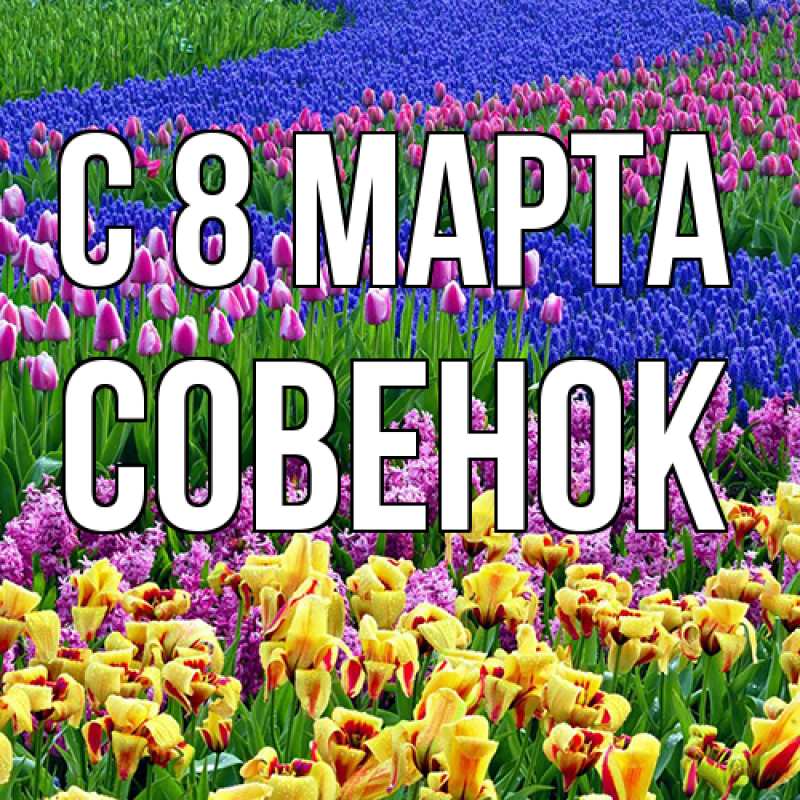 Картинка C 8 МАРТА, совенок