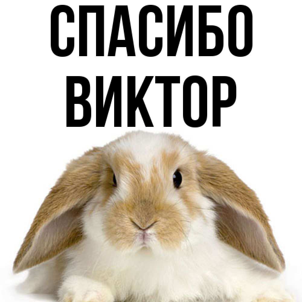 Открытка на каждый день с именем, Виктор Спасибо коричнево белый заяц Прикольная открытка с пожеланием онлайн скачать бесплатно 