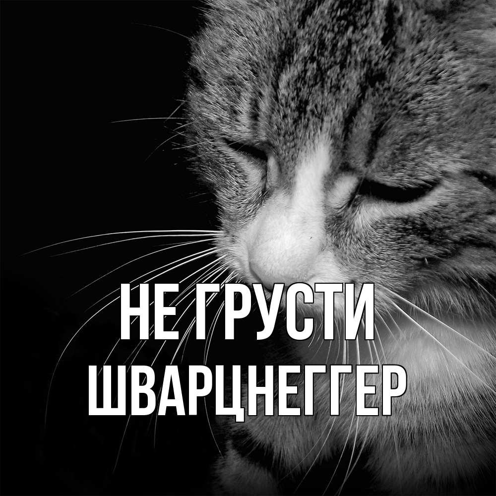 Открытка на каждый день с именем, Шварцнеггер Не грусти грустный котик Прикольная открытка с пожеланием онлайн скачать бесплатно 