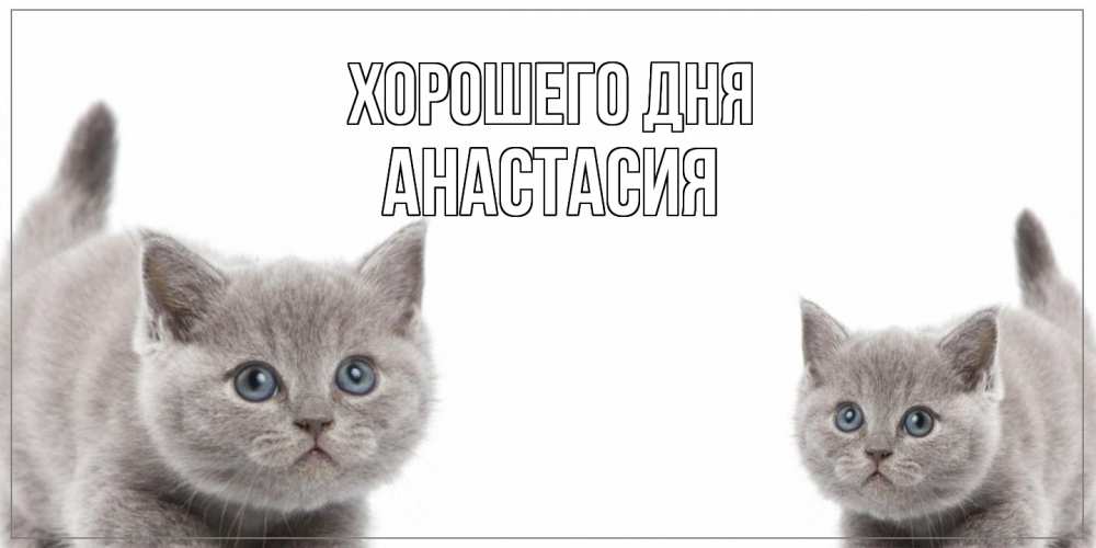 Открытка на каждый день с именем, Анастасия Хорошего дня открытка с котами Прикольная открытка с пожеланием онлайн скачать бесплатно 