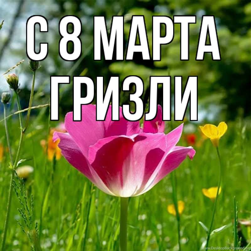 Картинка C 8 МАРТА, Гризли
