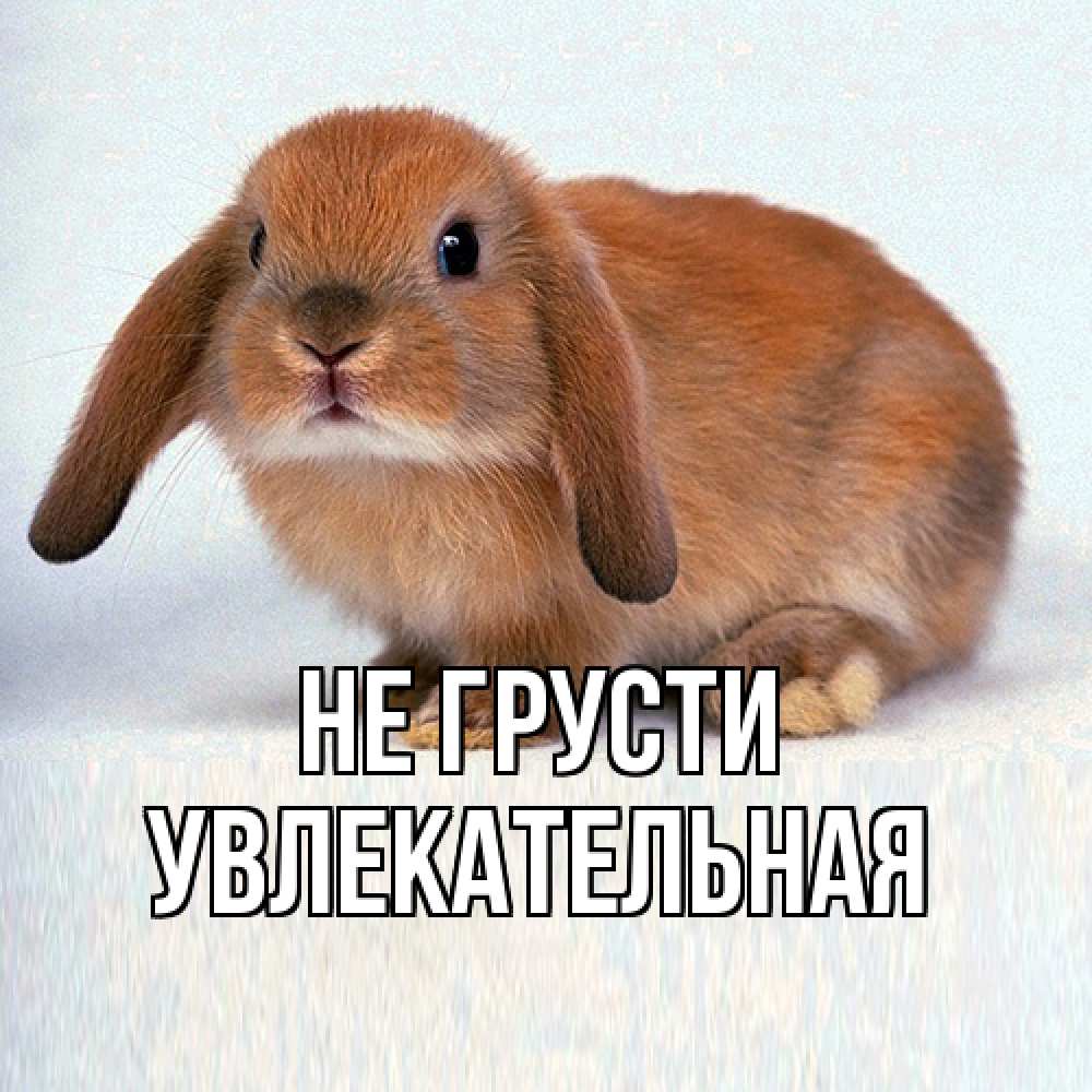 Открытка на каждый день с именем, Увлекательная Не грусти рыжий зая Прикольная открытка с пожеланием онлайн скачать бесплатно 