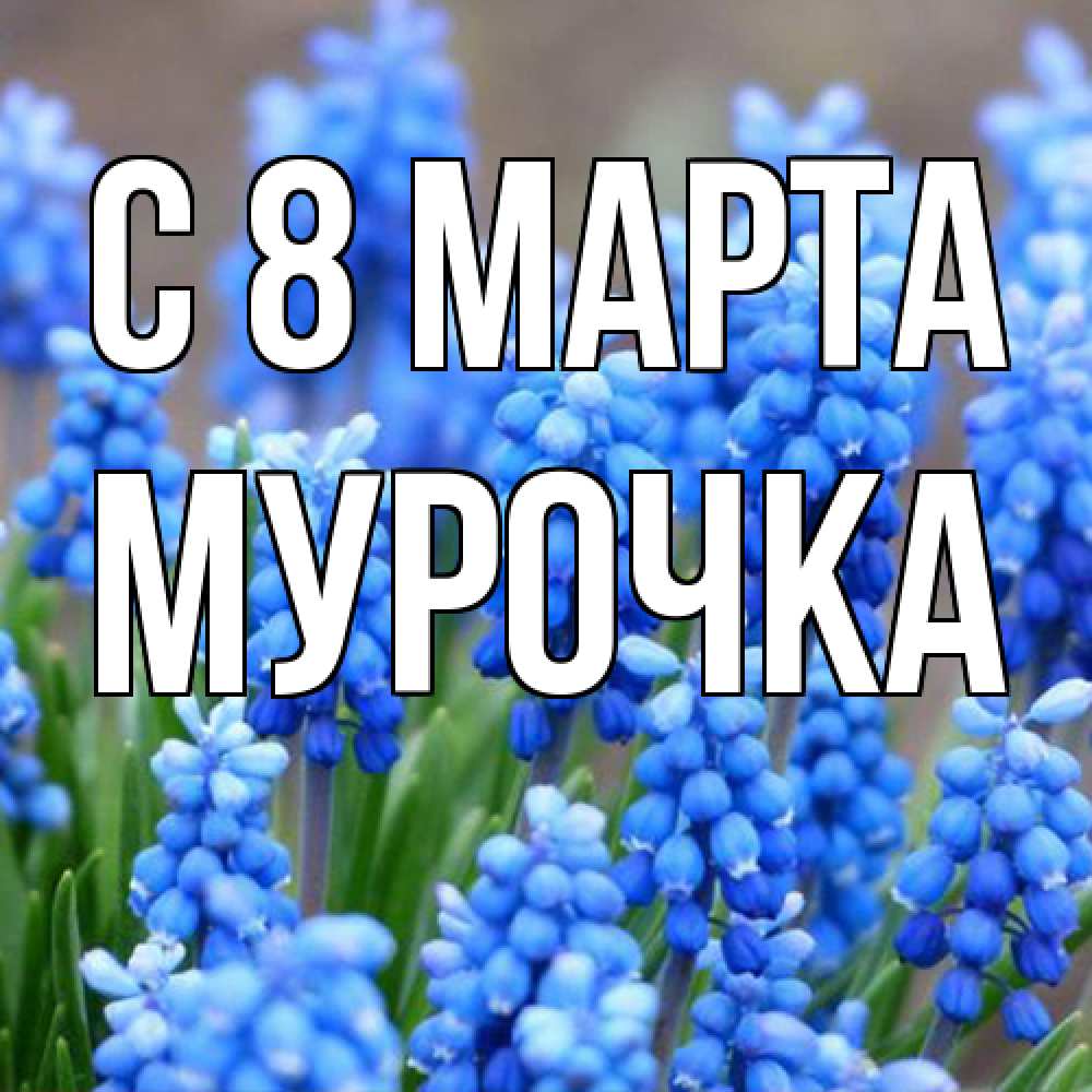 Открытка на каждый день с именем, Мурочка C 8 МАРТА Поздравительная открытка для женщин с цветами на праздничную дату Прикольная открытка с пожеланием онлайн скачать бесплатно 